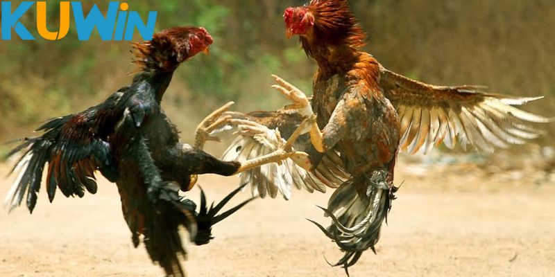 Thành viên được tận hưởng các trận đấu trong và ngoài nước Thành viên được tận hưởng các trận đấu trong và ngoài nước