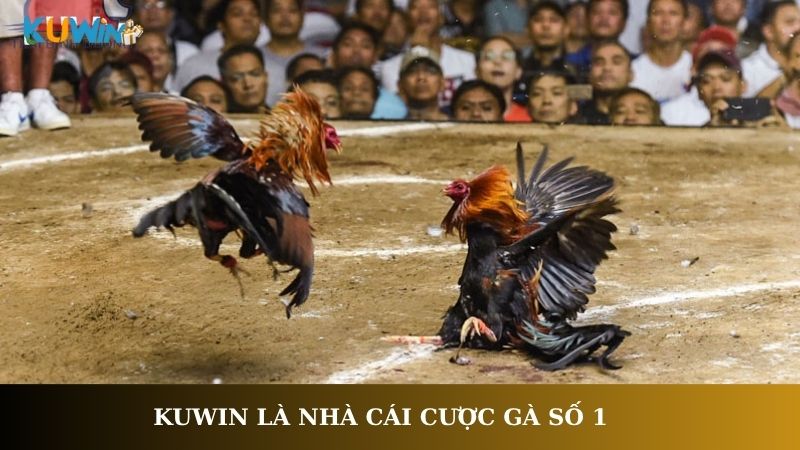 Kuwin là nhà cái cược gà số 1