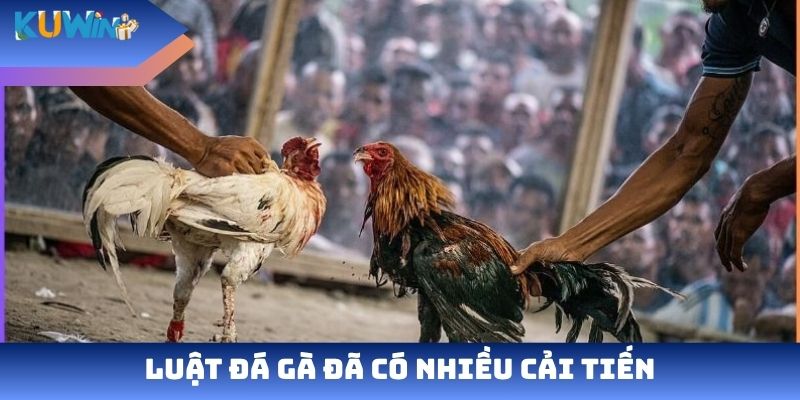 Luật đá gà đã có nhiều cải tiến