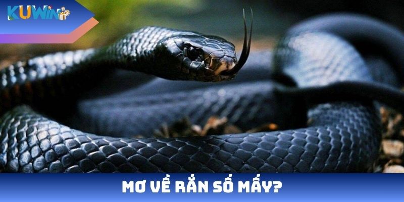 Mơ về rắn số mấy?
